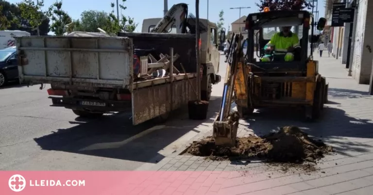Balaguer replanta arbres arreu de la ciutat i projecta nous espais verds