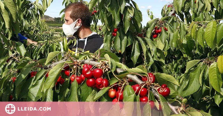 Cireres del Segrià a les residències per agrair l'esforç i superació davant la pandèmia