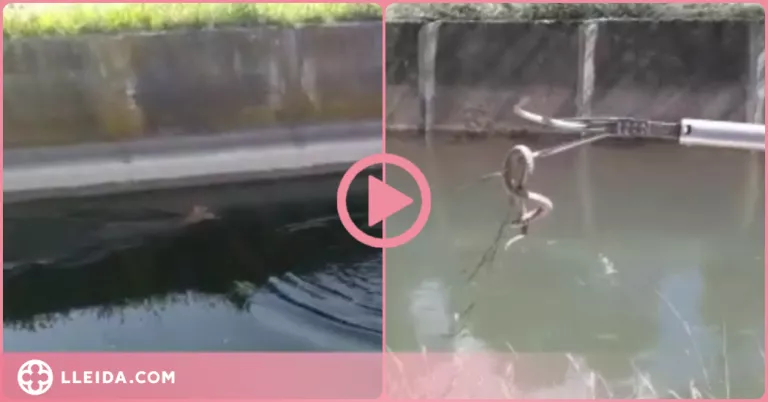 ⏯️ Així és com els regants del Canal d'Urgell volen evitar més ofegaments de fauna salvatge