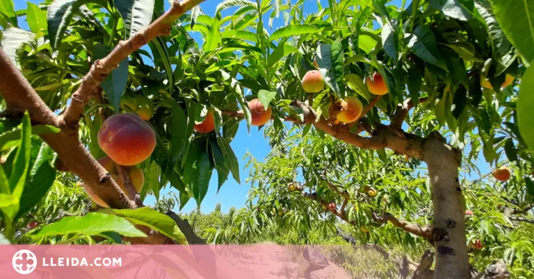 Catalunya preveu menys producció de préssec i nectarina per les gelades