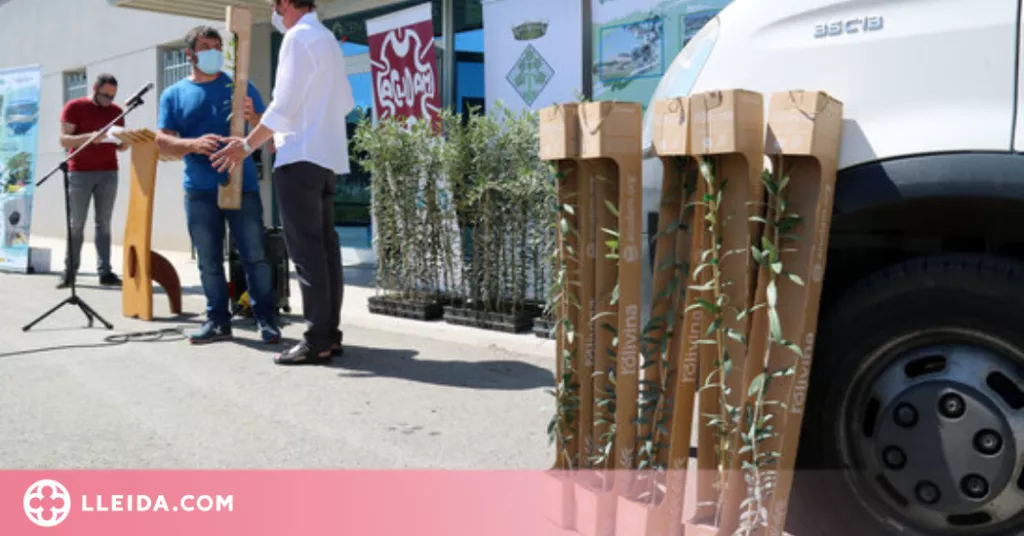 ⏯️ Oliveres solidàries per als pagesos de la Ribera d'Ebre afectats pels incendis