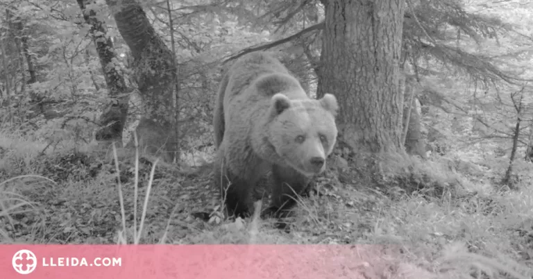 Nou atac d'os a un oví a la Val d'Aran, i ja en són nou aquesta primavera