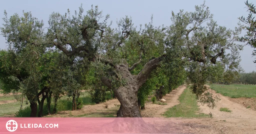 ⏯️ L'IRTA identifica tretze noves varietats locals d'olivera al Pallars Jussà