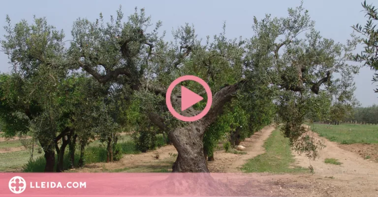 ⏯️ L'IRTA identifica tretze noves varietats locals d'olivera al Pallars Jussà