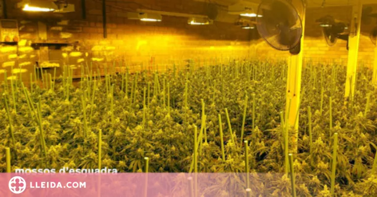 Desmantellen dues plantacions de marihuana a Camarasa i Juncosa