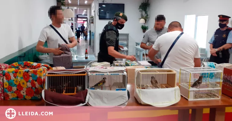 Intervenen 78 ocells fringíl·lids en un bar del Pla d'Urgell