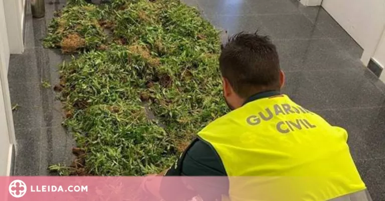 Localitzen una plantació amb 5.700 plantes de marihuana a la Noguera