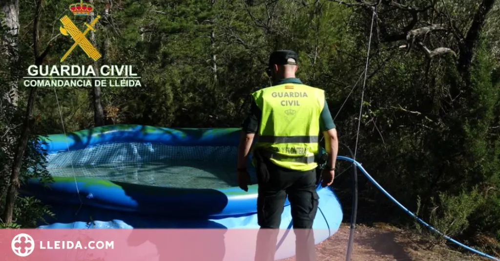 Localitzen una plantació amb 5.700 plantes de marihuana a la Noguera