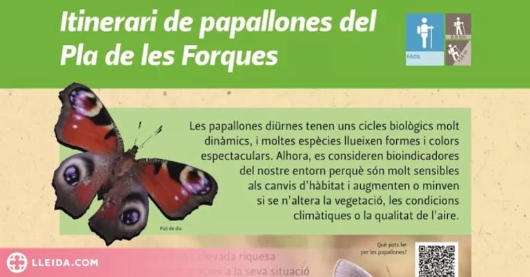 La Seu d’Urgell crea un itinerari de papallones al Pla de les Forques