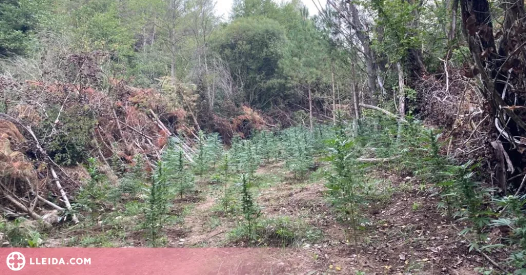 Dos detinguts al Solsonès per cultivar més de 1.500 plantes de marihuana