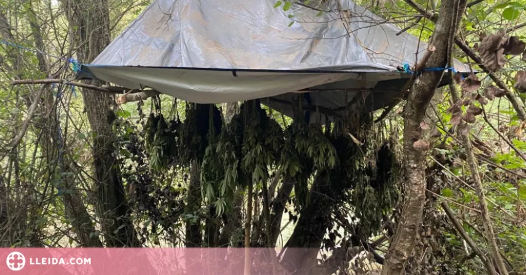 Dos detinguts al Solsonès per cultivar més de 1.500 plantes de marihuana