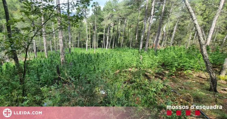 Desmantellen una plantació d’unes 2.000 plantes de marihuana a l'Alt Urgell