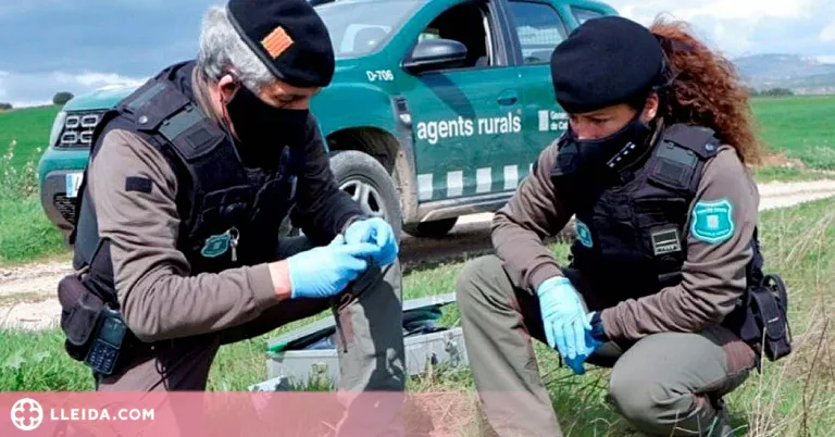 Denunciat per enverinar i matar fauna salvatge en un vedat de caça a l'Urgell