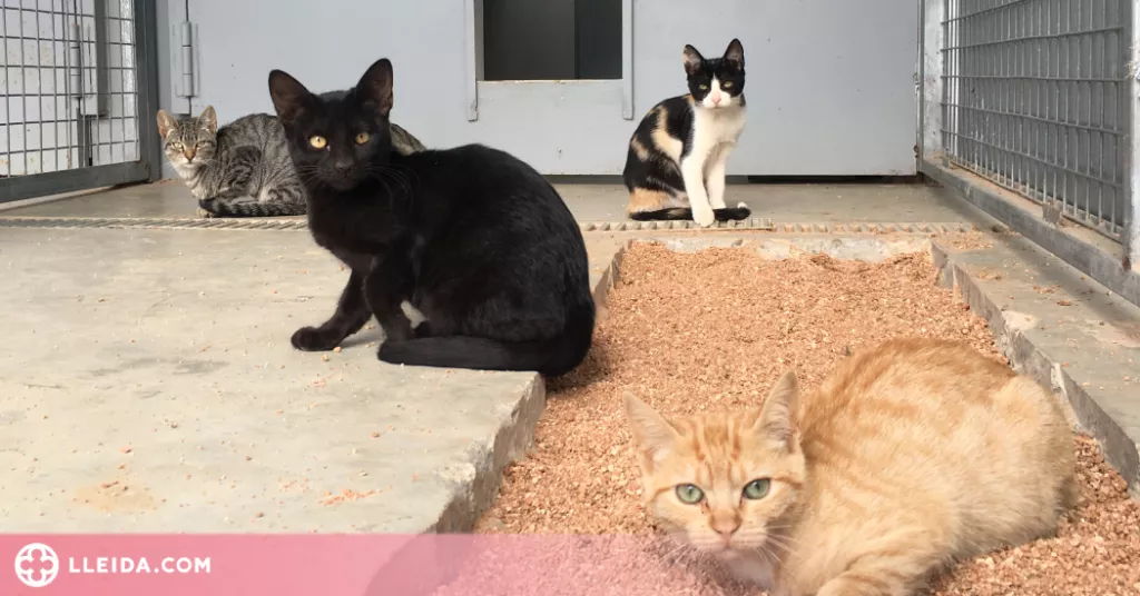 Crida a la ciutadania per adoptar gats del Refugi dels Peluts de Lleida