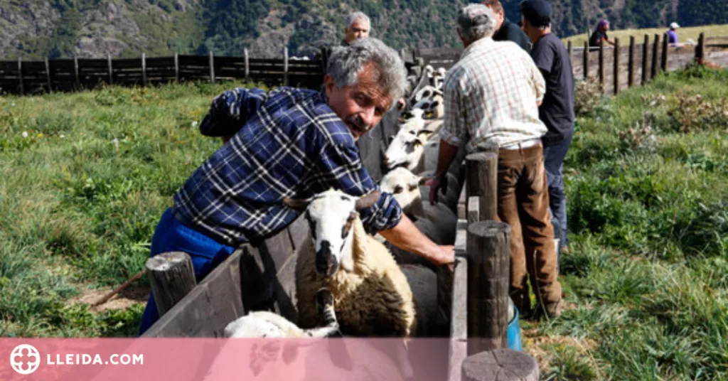 ⏯️ La tardor i les nevades porten els pastors a baixar ramats de les muntanyes