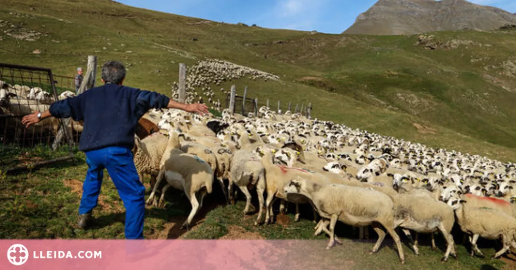 ⏯️ La tardor i les nevades porten els pastors a baixar ramats de les muntanyes