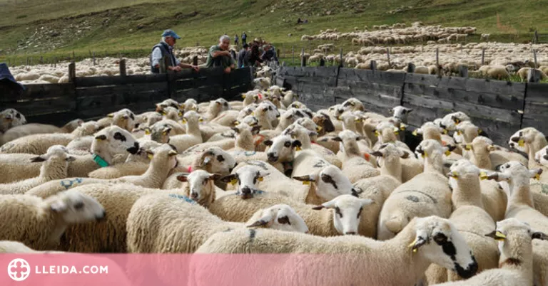 Ajuts del Govern per comprar farratges per als ramaders per falta de pastures per la sequera