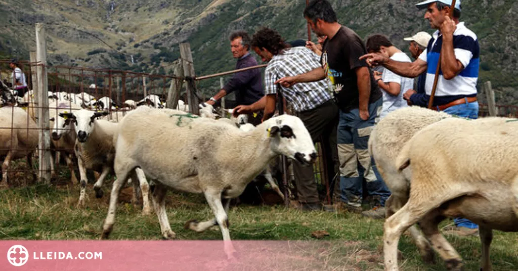 ⏯️ La tardor i les nevades porten els pastors a baixar ramats de les muntanyes