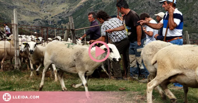 ⏯️ La tardor i les nevades porten els pastors a baixar ramats de les muntanyes