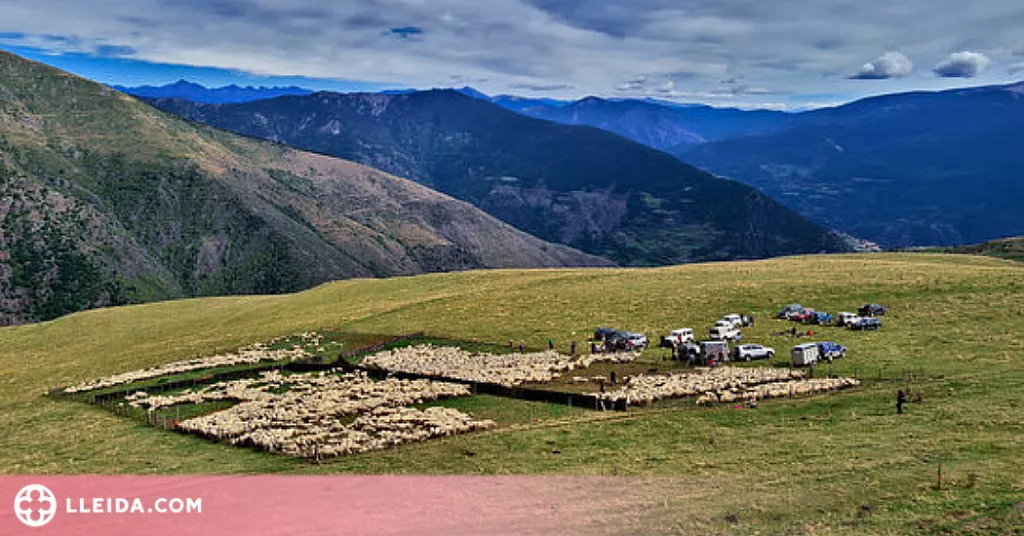 ⏯️ La tardor i les nevades porten els pastors a baixar ramats de les muntanyes
