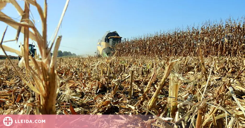 ⏯️ La campanya del panís a Ponent comença amb els millors preus dels darrers anys