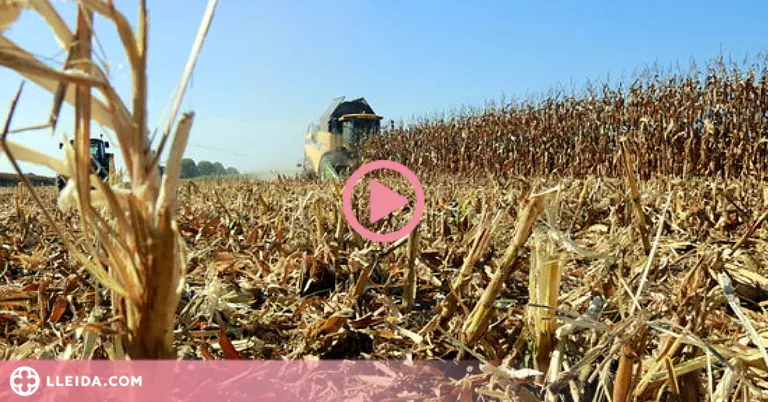 ⏯️ La campanya del panís a Ponent comença amb els millors preus dels darrers anys