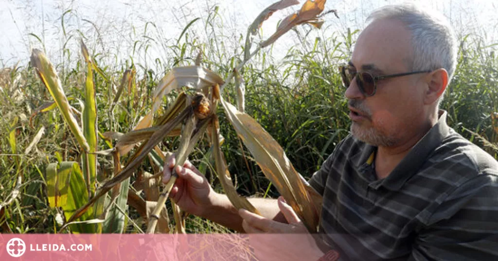 ⏯️ Tècnics experimentaran al Pla d'Urgell com conviure amb la plaga d'escarabat Diabrotica