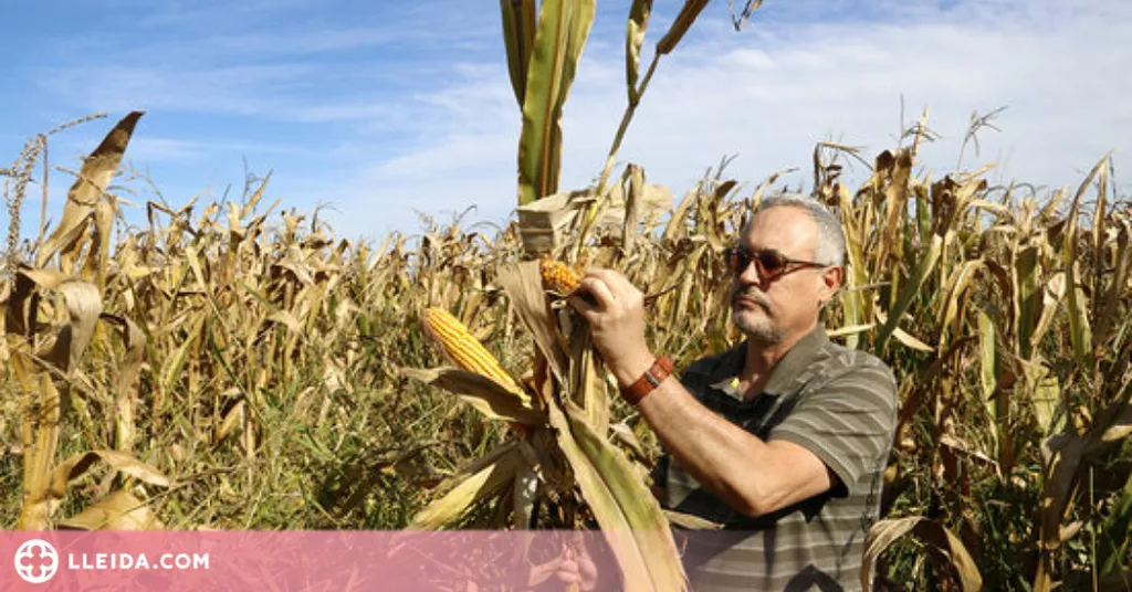 ⏯️ Tècnics experimentaran al Pla d'Urgell com conviure amb la plaga d'escarabat Diabrotica