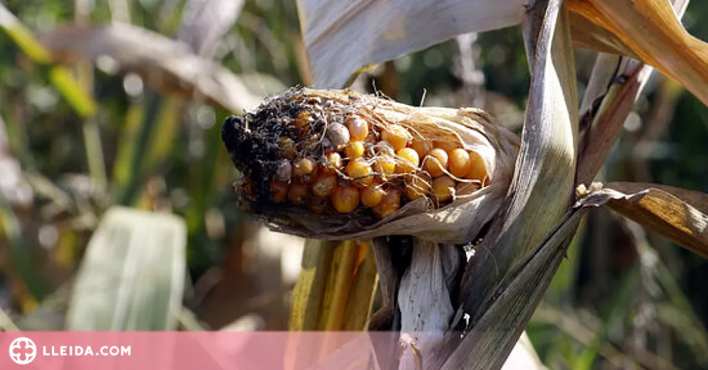 ⏯️ Tècnics experimentaran al Pla d'Urgell com conviure amb la plaga d'escarabat Diabrotica