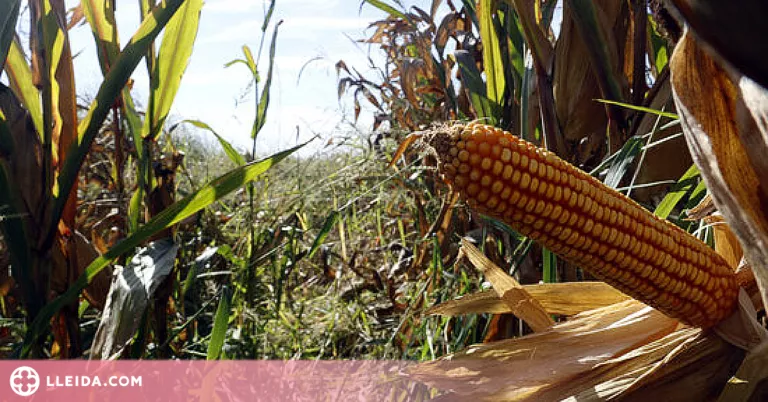 ⏯️ Tècnics experimentaran al Pla d'Urgell com conviure amb la plaga d'escarabat Diabrotica