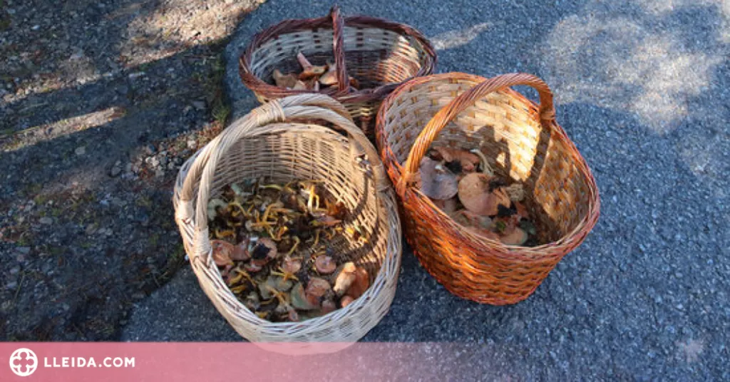 ⏯️ La temporada de bolets podria allargar-se si les pluges són "generoses"