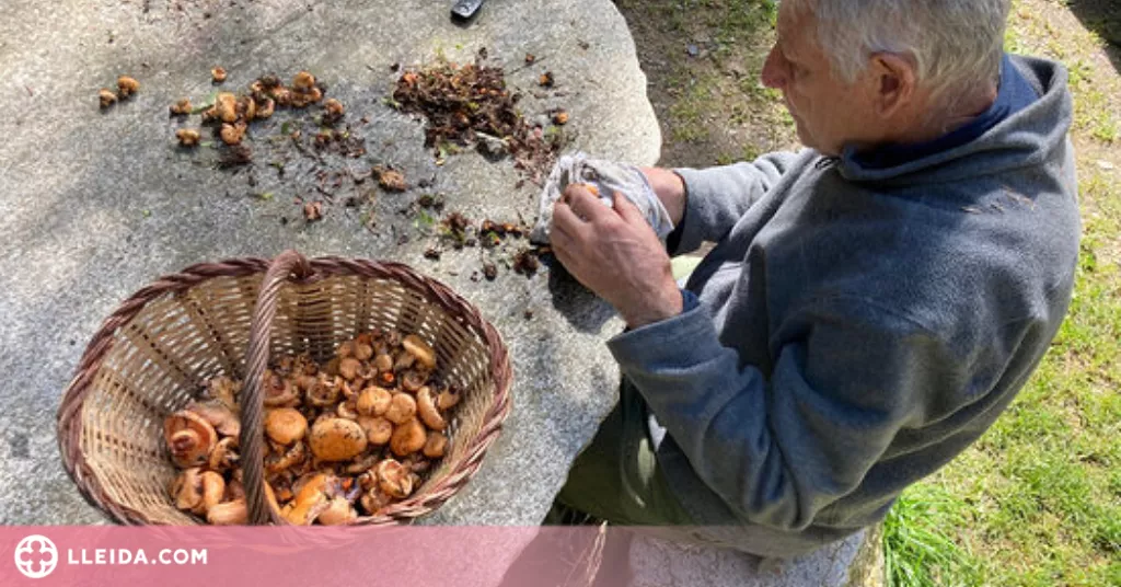 ⏯️ La temporada de bolets podria allargar-se si les pluges són "generoses"