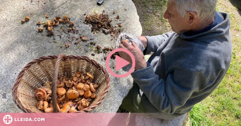 ⏯️ La temporada de bolets podria allargar-se si les pluges són "generoses"
