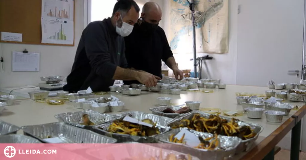 ⏯️ La temporada de bolets podria allargar-se si les pluges són "generoses"