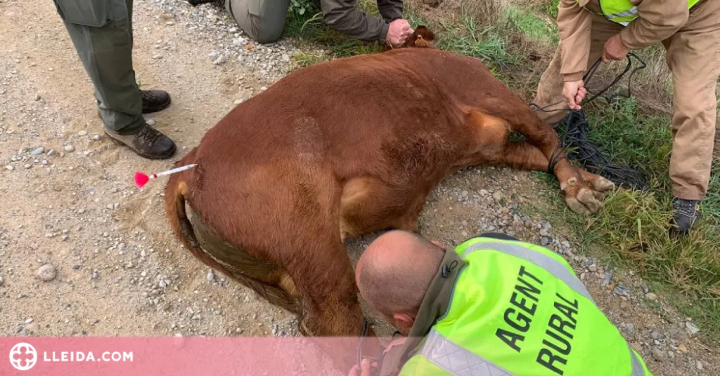 ⏯️ Capturen els vedells escapats d'una granja de la Noguera fa més de tres setmanes