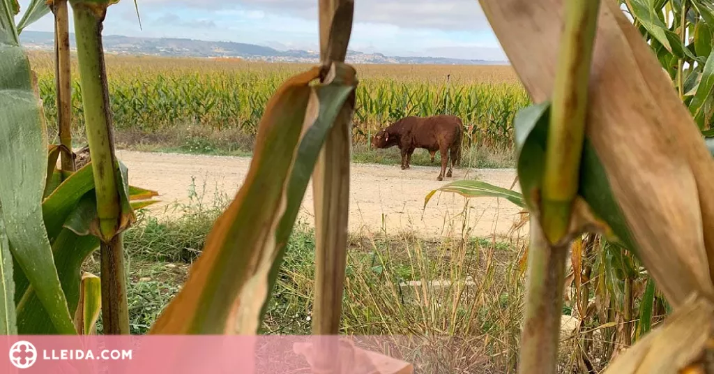 ⏯️ Capturen els vedells escapats d'una granja de la Noguera fa més de tres setmanes