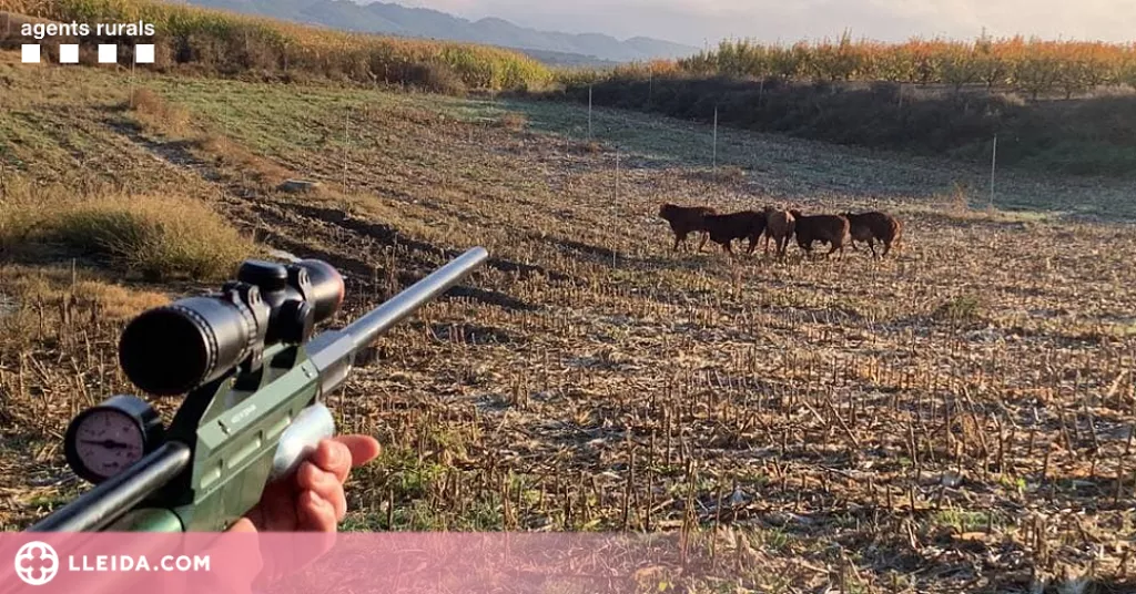 ⏯️ Capturen els vedells escapats d'una granja de la Noguera fa més de tres setmanes