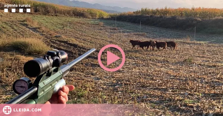 ⏯️ Capturen els vedells escapats d'una granja de la Noguera fa més de tres setmanes