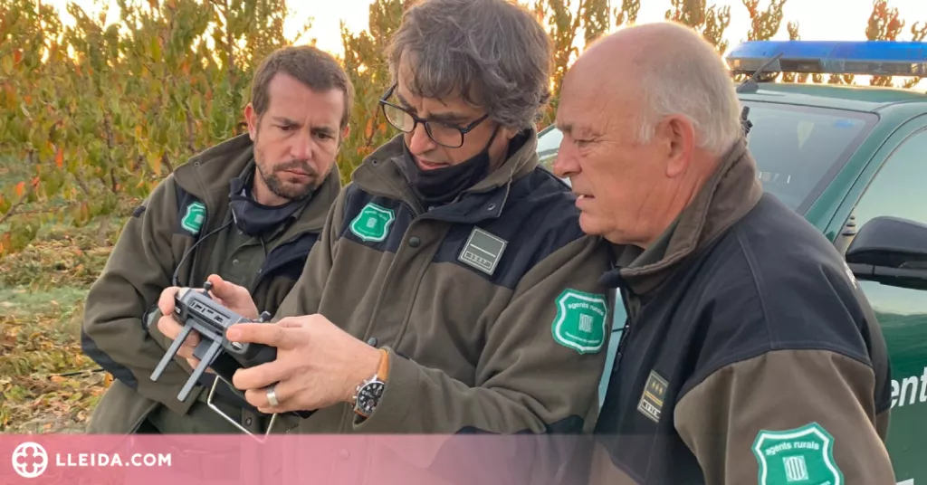 ⏯️ Capturen els vedells escapats d'una granja de la Noguera fa més de tres setmanes