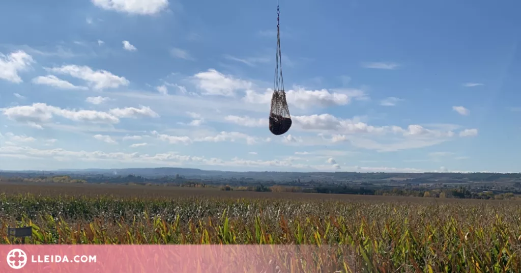 ⏯️ Capturen els vedells escapats d'una granja de la Noguera fa més de tres setmanes