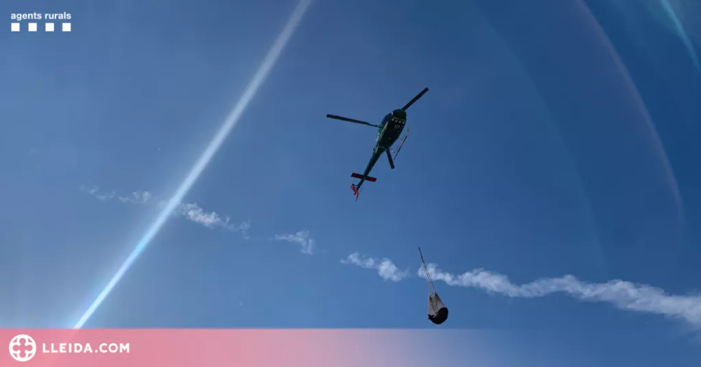 ⏯️ Capturen els vedells escapats d'una granja de la Noguera fa més de tres setmanes