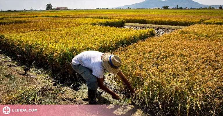 Com mitigar el canvi climàtic des de l’agricultura