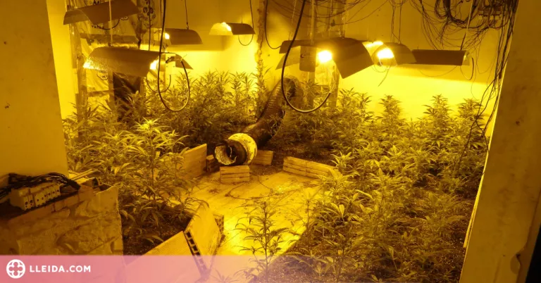 Desmantellen una plantació de marihuana al Pla d'Urgell