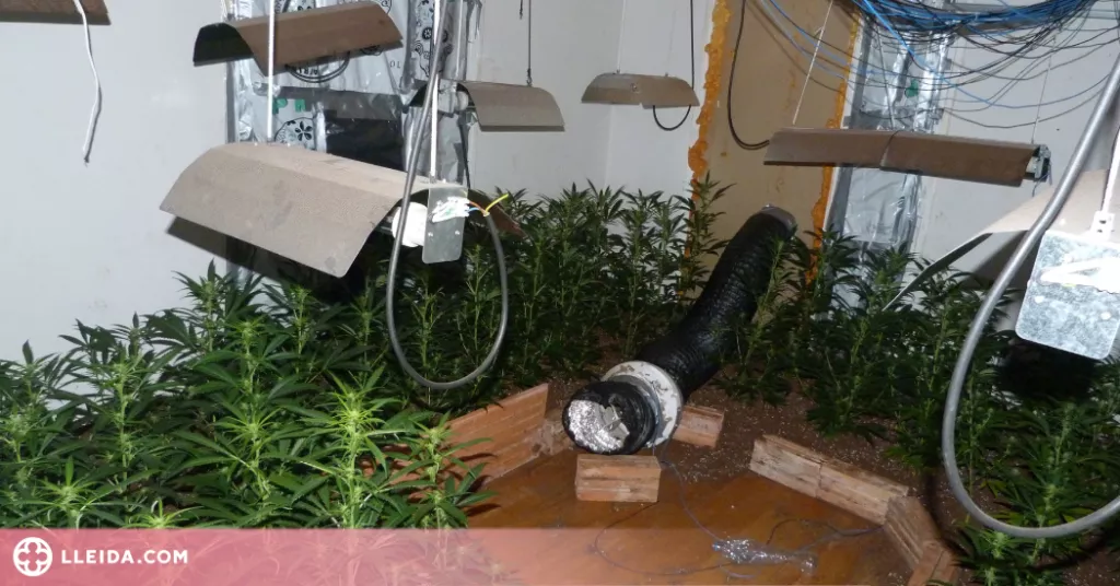 Desmantellen una plantació de marihuana al Pla d'Urgell