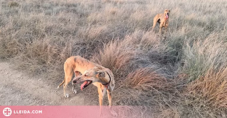Denunciats per caçar amb gossos llebrers en una zona protegida entre el Segrià i les Garrigues