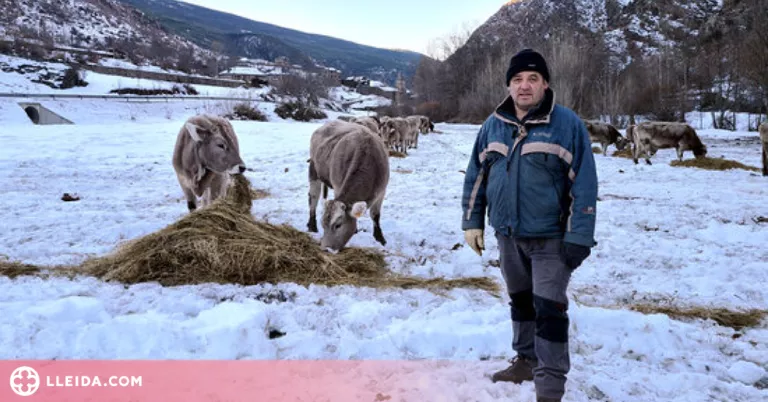 ⏯️ Les darreres nevades costaran uns 6.000 euros de mitjana a cada ramader de la Vall Ferrera