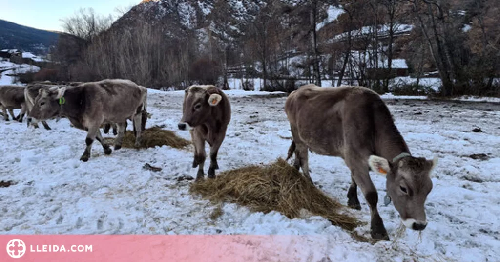 ⏯️ Les darreres nevades costaran uns 6.000 euros de mitjana a cada ramader de la Vall Ferrera