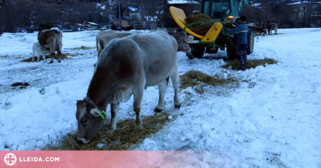 ⏯️ Les darreres nevades costaran uns 6.000 euros de mitjana a cada ramader de la Vall Ferrera