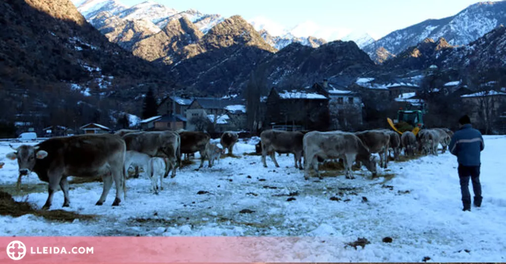 ⏯️ Les darreres nevades costaran uns 6.000 euros de mitjana a cada ramader de la Vall Ferrera