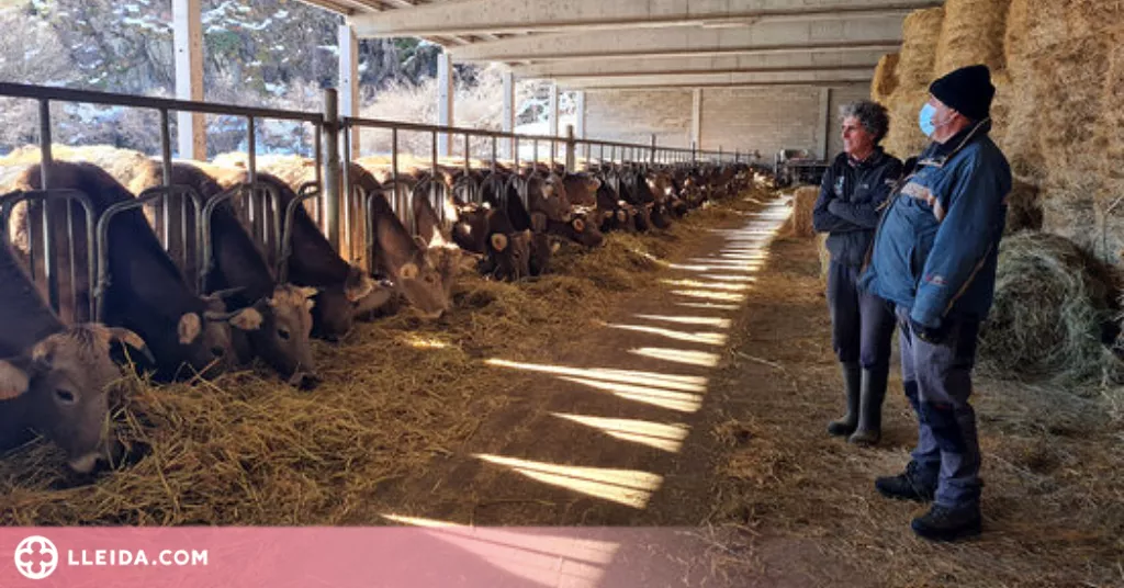 ⏯️ Les darreres nevades costaran uns 6.000 euros de mitjana a cada ramader de la Vall Ferrera